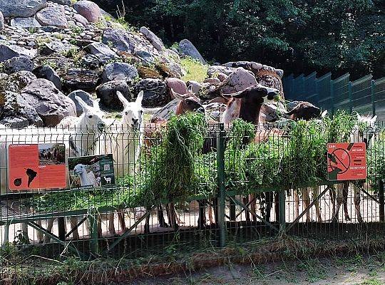 WYCIECZKA DO ZOO OLIWSKIEGO