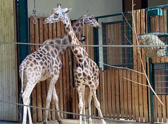 WYCIECZKA DO ZOO OLIWSKIEGO