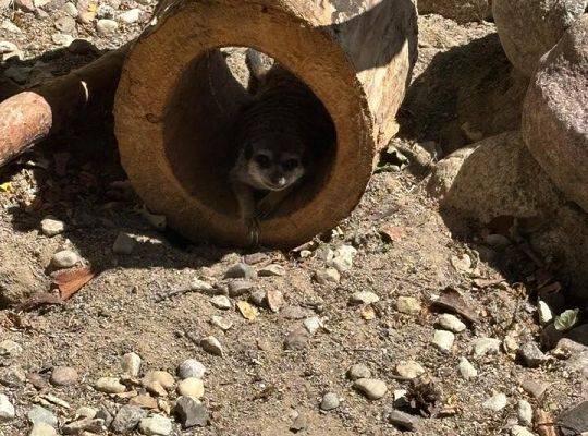 WYCIECZKA DO ZOO OLIWSKIEGO