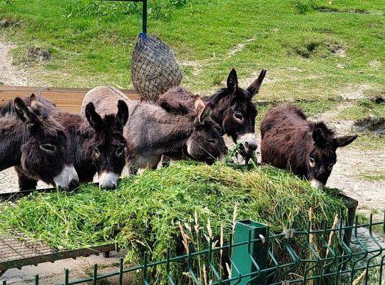 WYCIECZKA DO ZOO OLIWSKIEGO