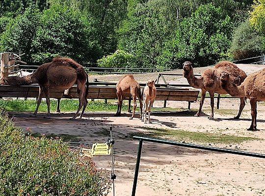 WYCIECZKA DO ZOO OLIWSKIEGO